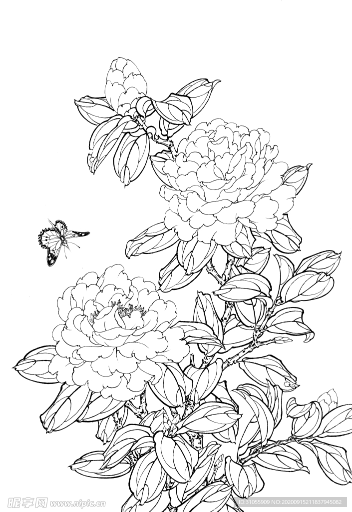 白描茶花