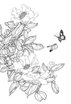 白描茶花