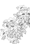 花卉白描