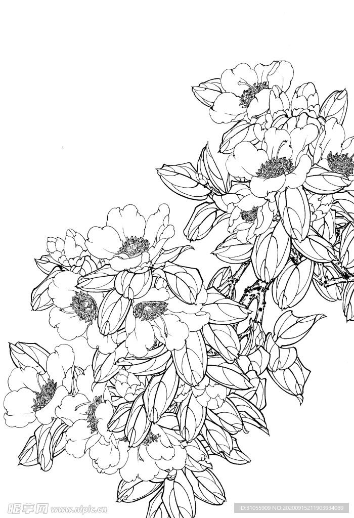 花卉白描