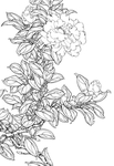 花卉白描