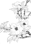 白描茶花