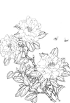 白描茶花
