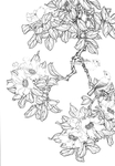 花卉白描