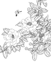 白描花卉