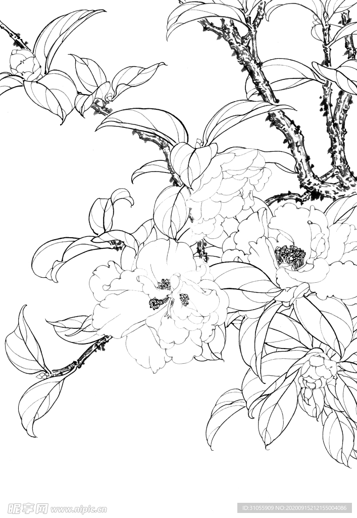 白描茶花