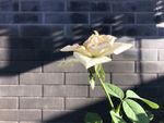 切花玫瑰