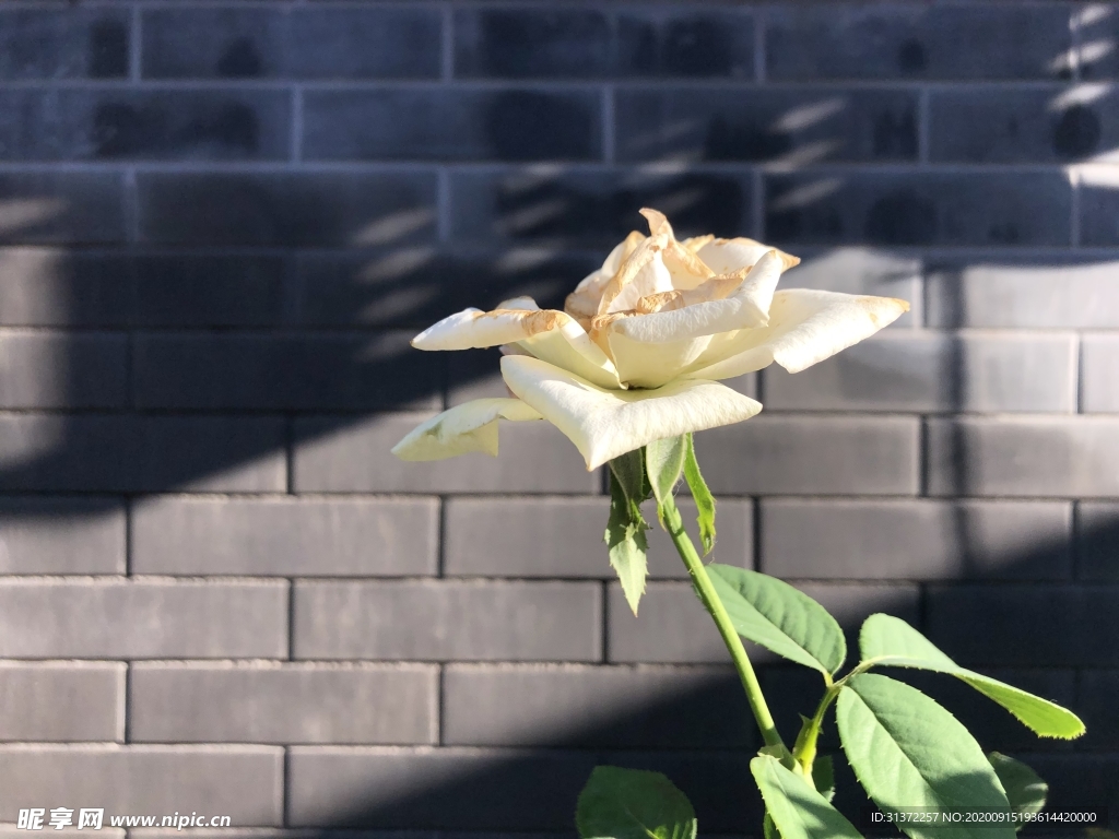 切花玫瑰