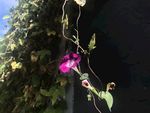 牵牛花