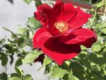 丰花月季