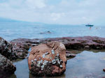 海