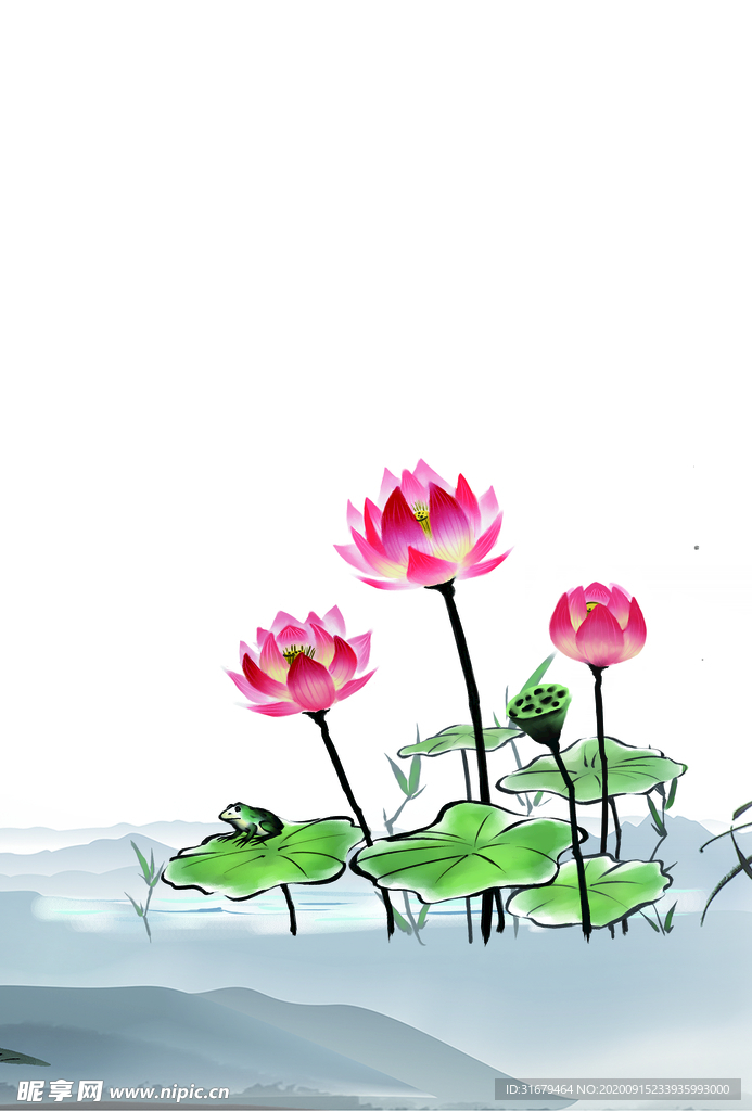 荷花