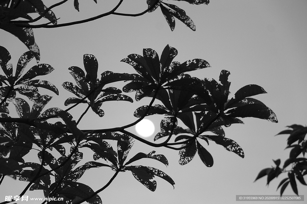 黑白图片 树叶