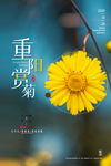 简约重阳佳节赏菊宣传海报