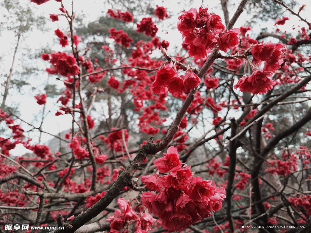 樱花