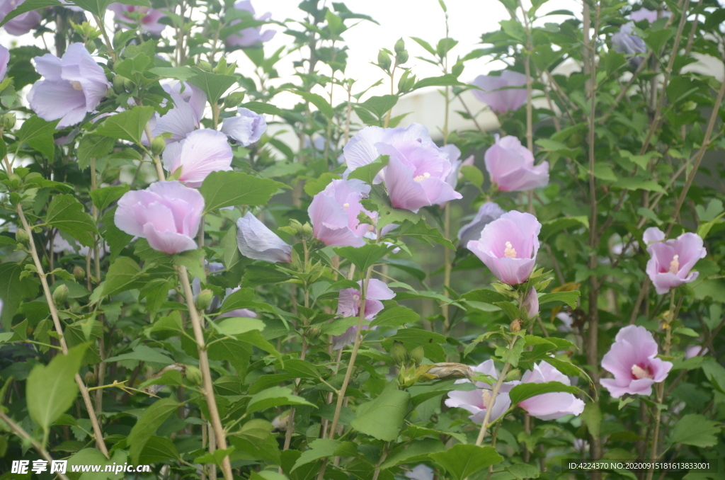 木槿