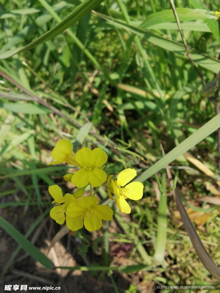 油菜花