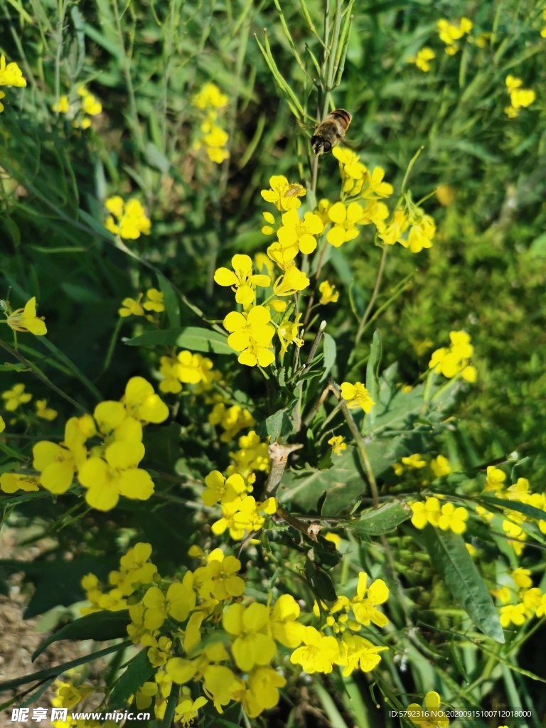 油菜花