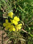 油菜花