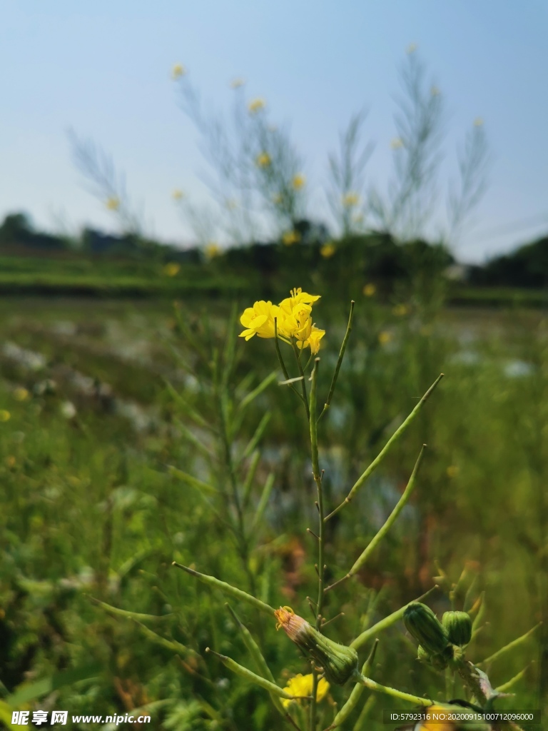 油菜花