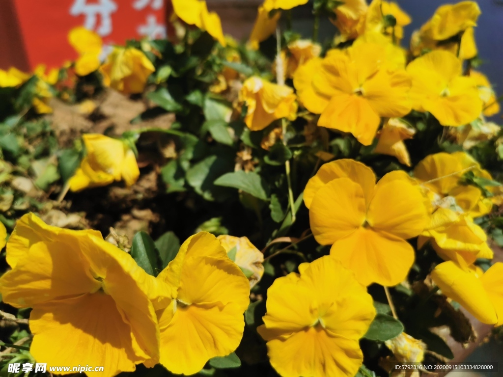 花