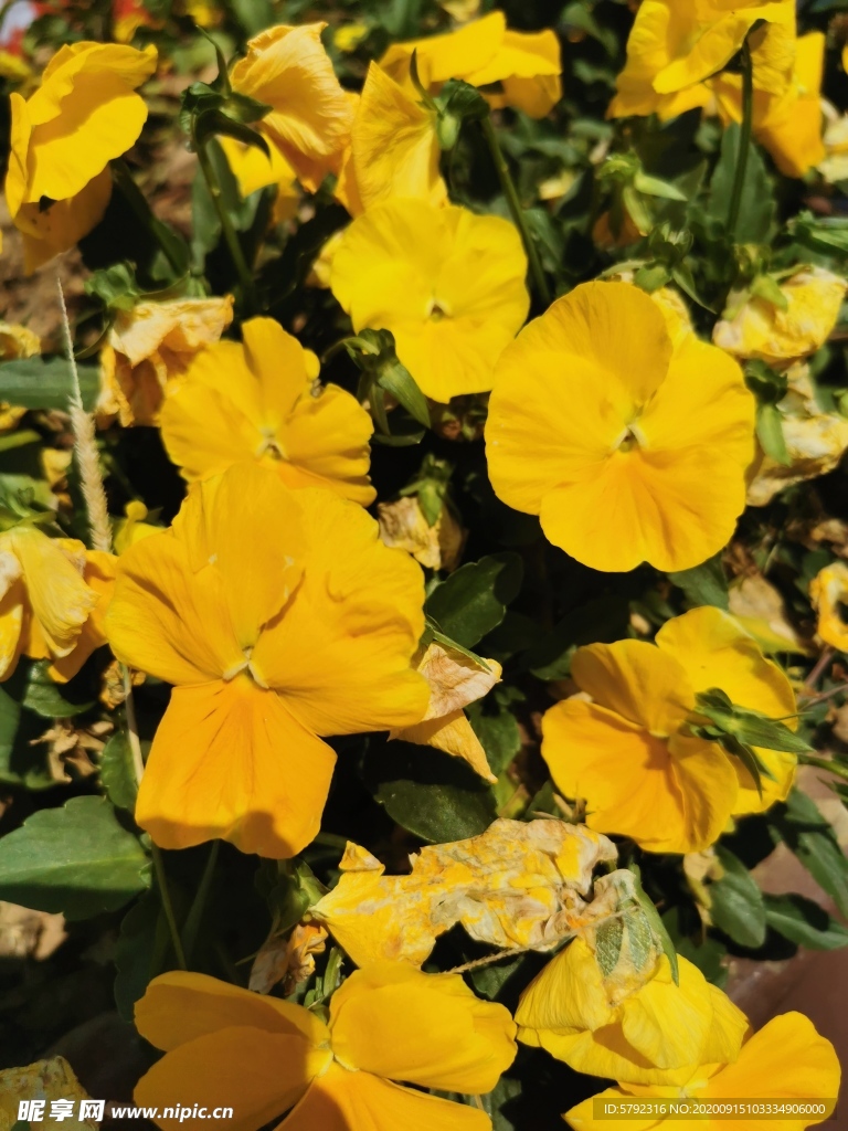 黄花