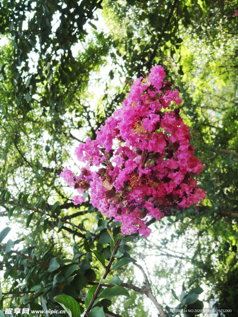 紫薇花