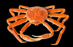 snow crab 雪蟹 螃蟹