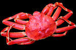 snow crab 雪蟹 螃蟹