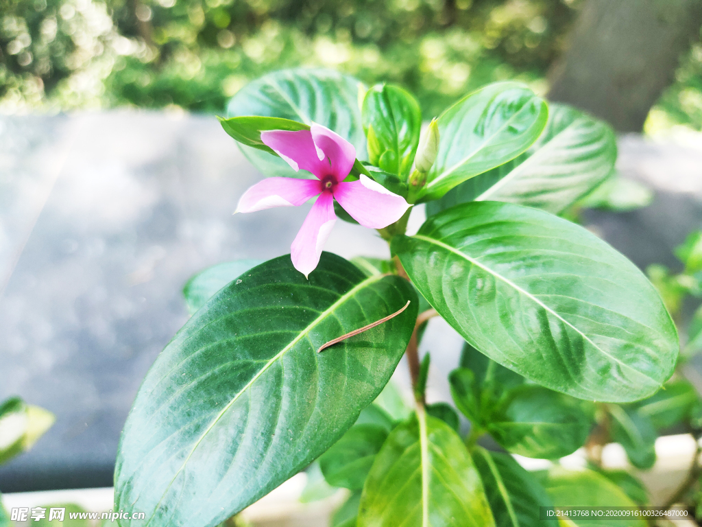 鲜花花朵花卉