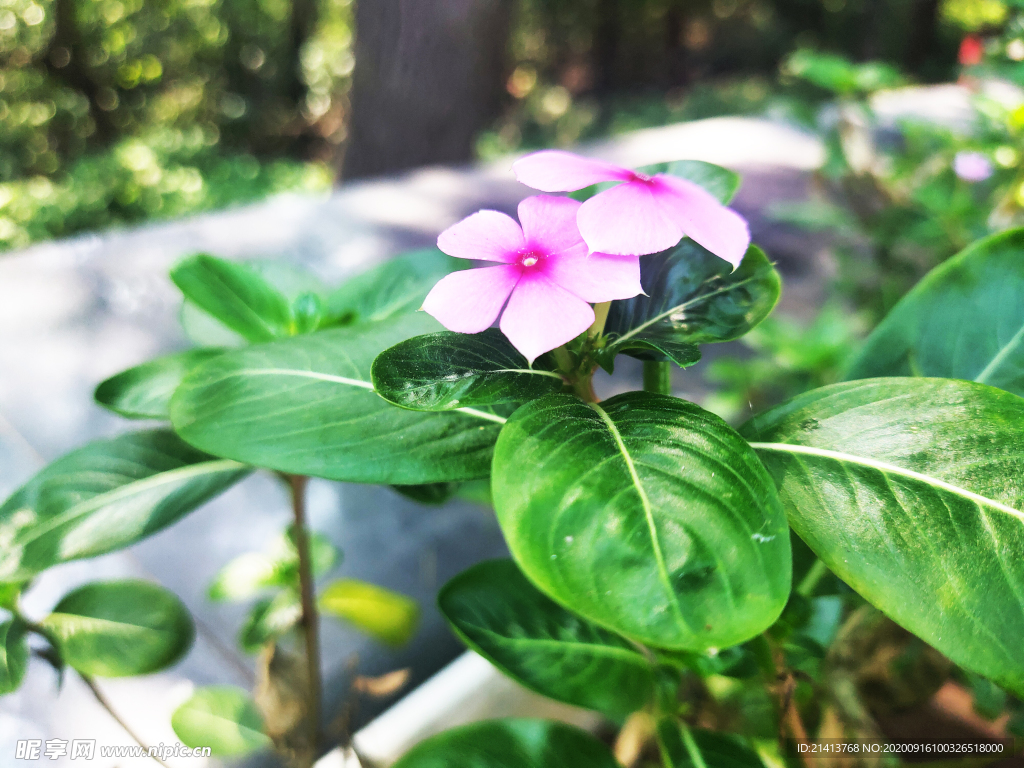 鲜花花朵花卉