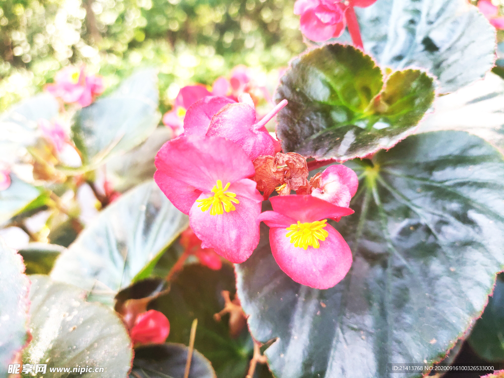 鲜花花朵花卉