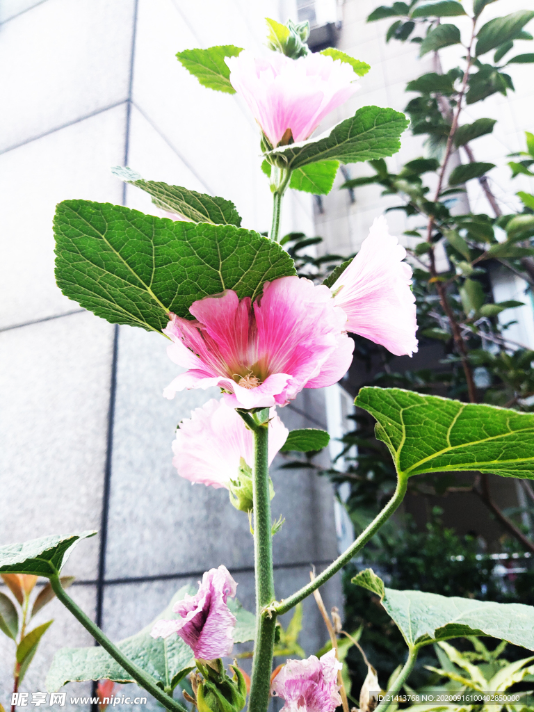 鲜花花朵花卉