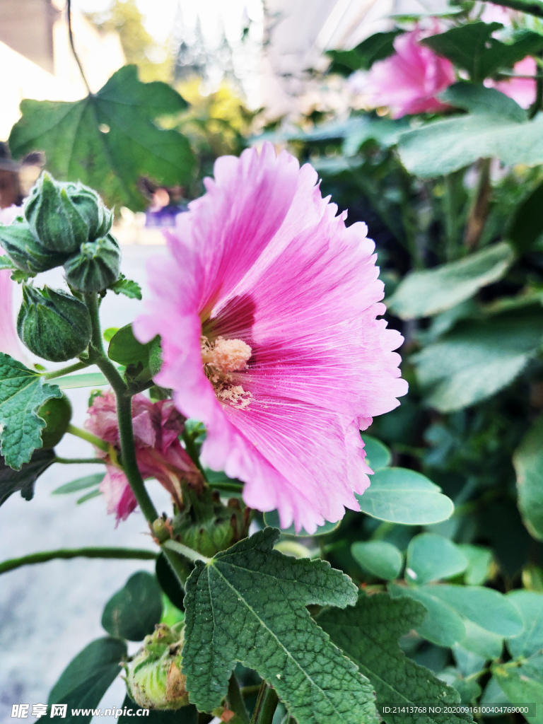 鲜花花朵花卉