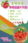 草莓宣传单