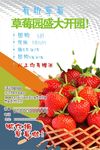 草莓宣传单