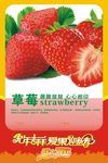 草莓宣传单