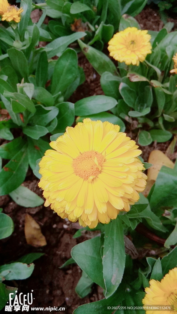 金盏花
