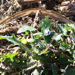 地里的野菜花