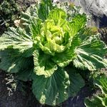 地里的一棵青菜