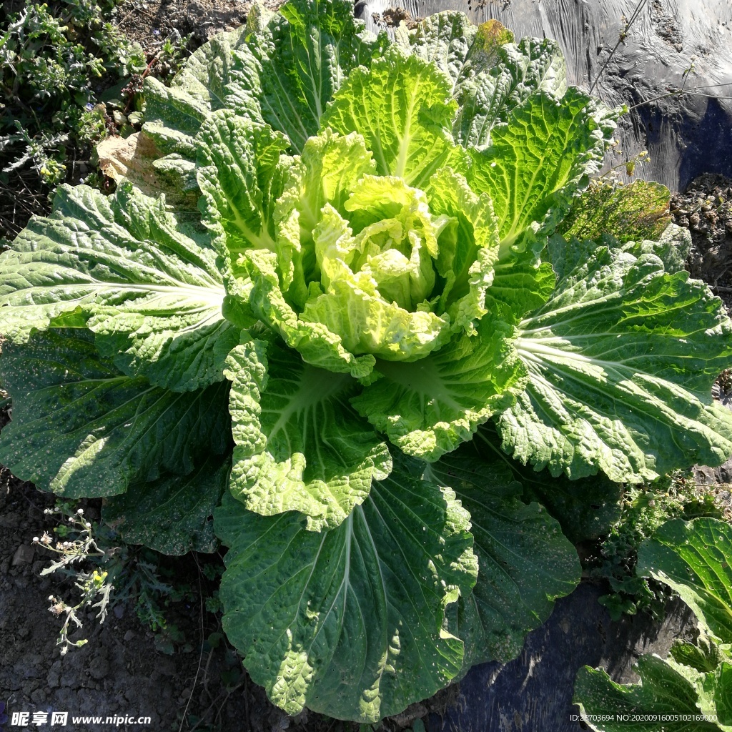 地里的一棵青菜