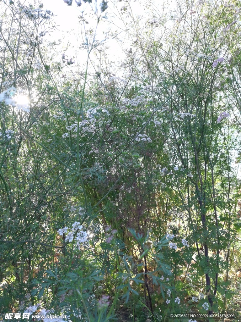 菜花风景