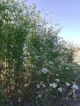 菜花风景图片