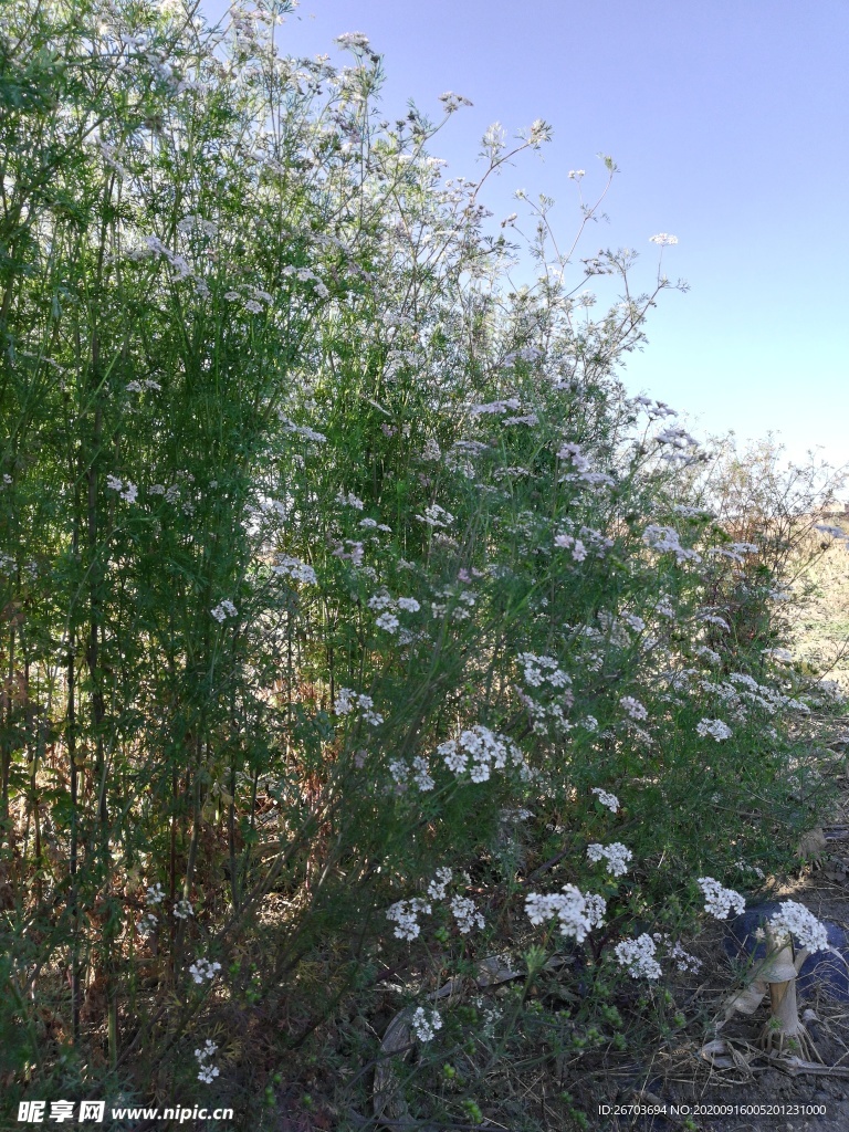 菜花风景图片