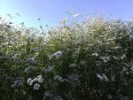 菜花风景