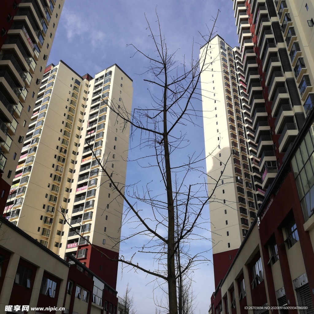 高楼大雪树木风景