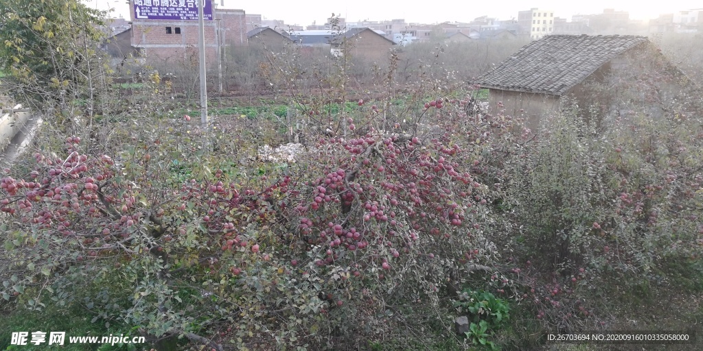 苹果树林小屋风景