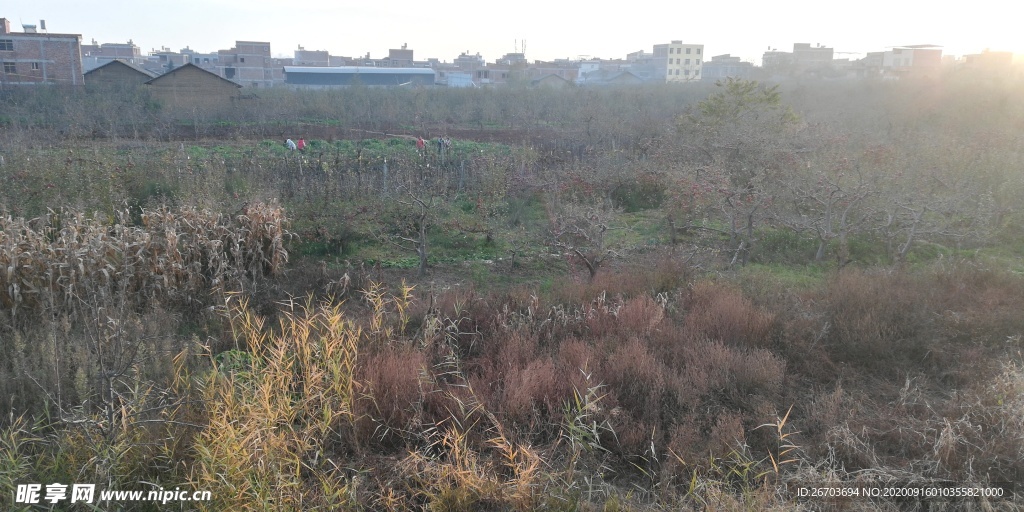 苹果果树林风景