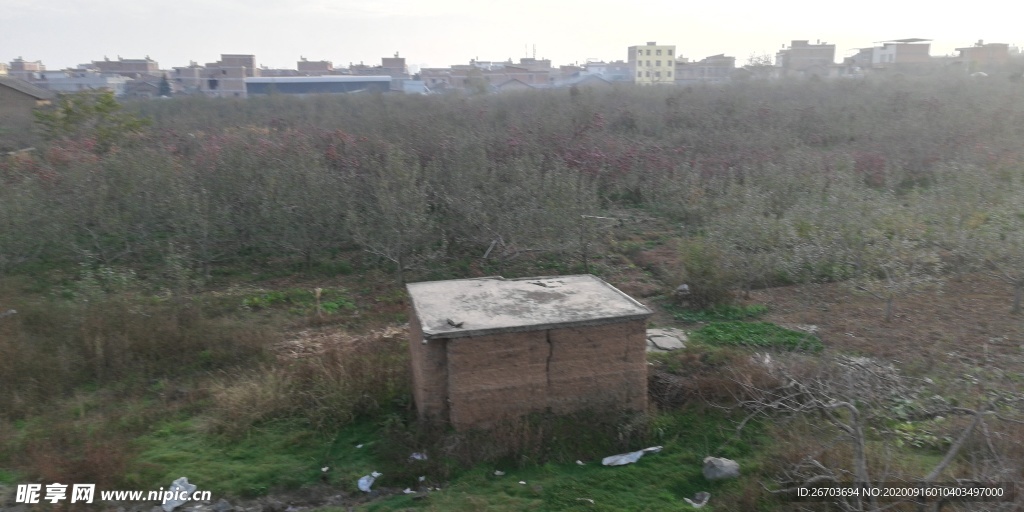 苹果树林风景