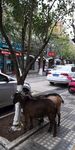 古城街道树下的绵羊图片